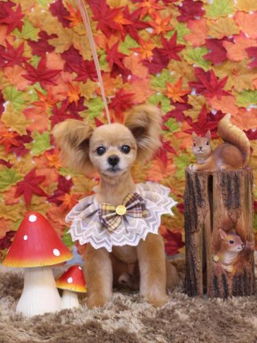 20241119クッキーくん